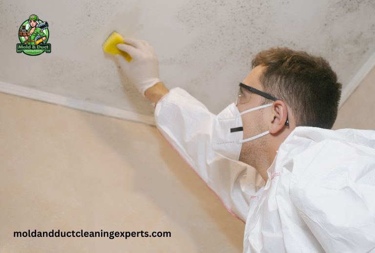 How to Get a Free Mold Inspection? 