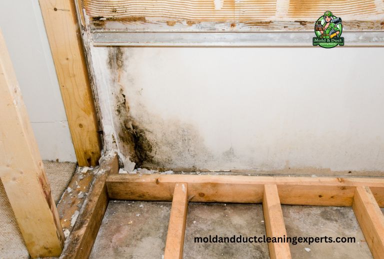 is mold on wood furniture dangerous?