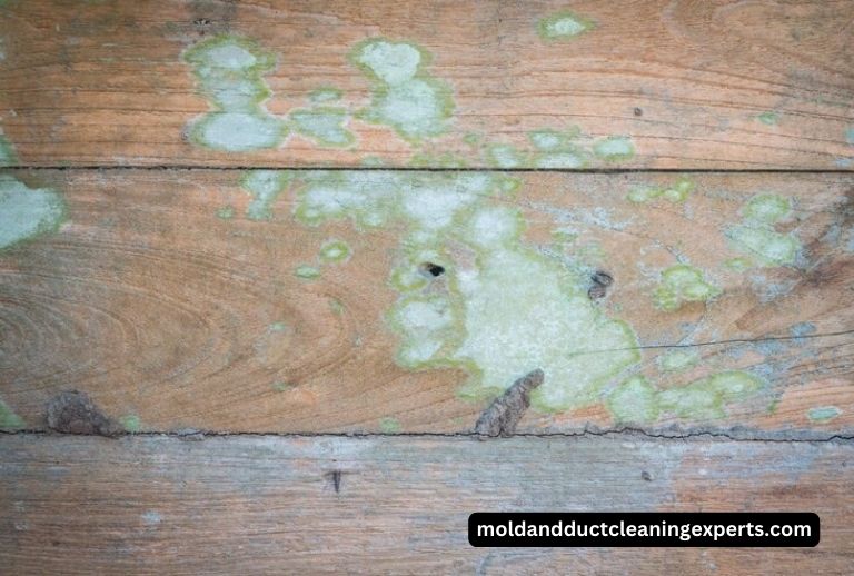 how-to-remove-mold-from-attic